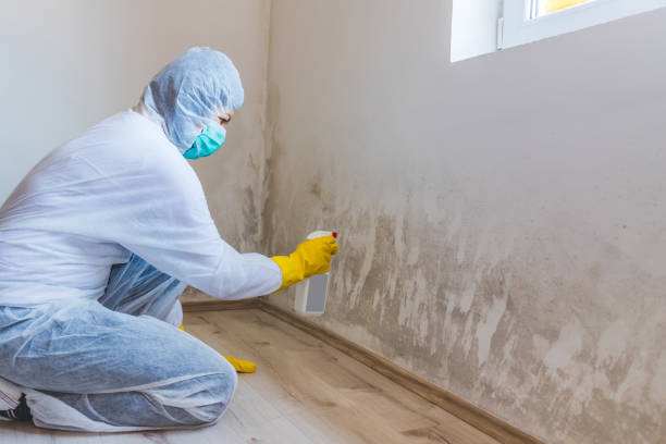 Mold Remediation specialist working in Somerset